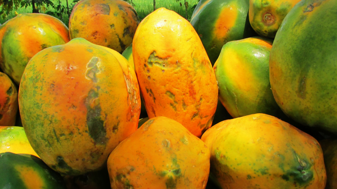 como escolher mamão papaya