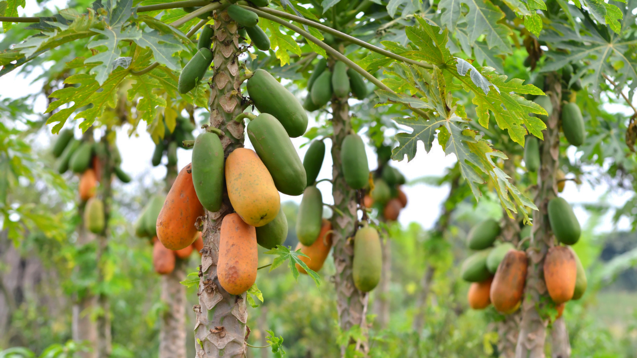 como escolher mamão papaya