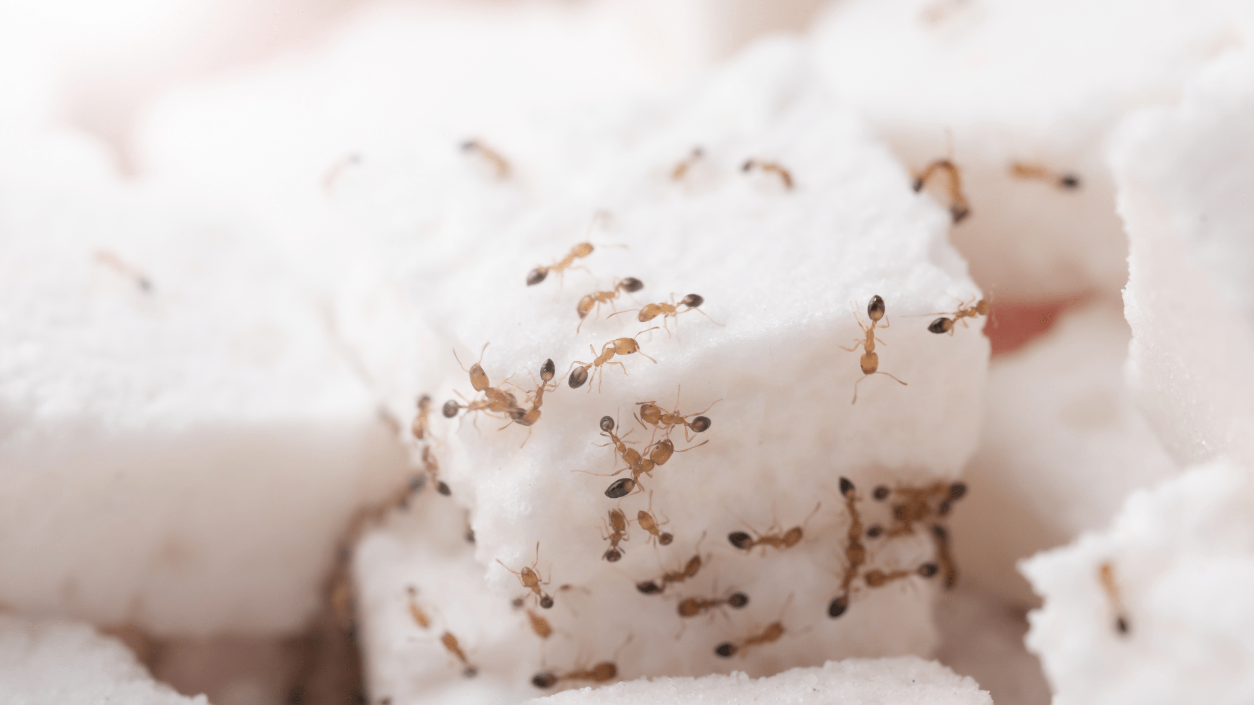 como acabar com as formigas de açúcar