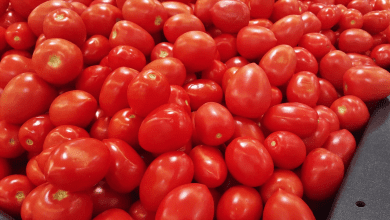 Como saber se o tomate está bom